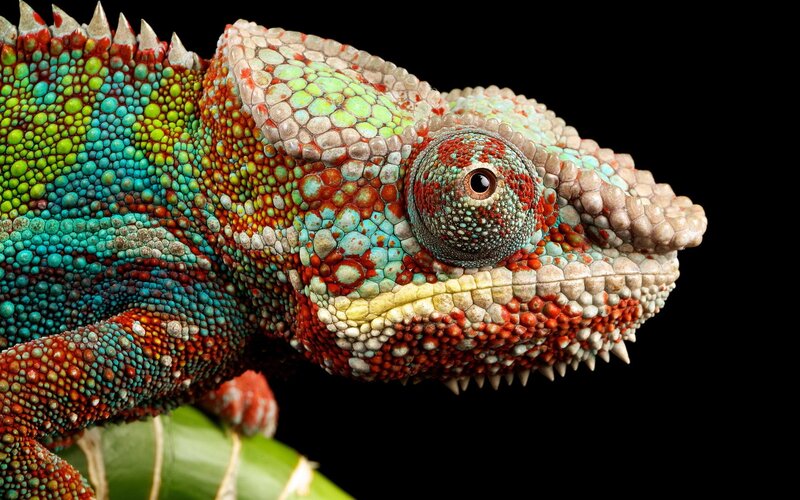 Colorful Chameleon — Red