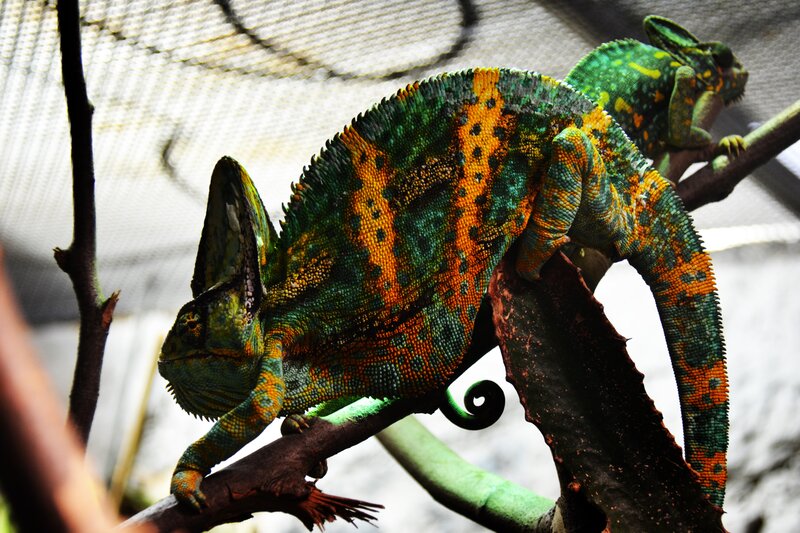Colorful chameleons on a branch