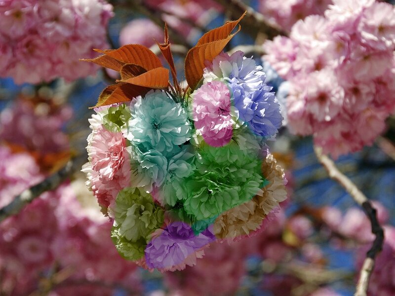 Colorful Cherry Blossoms