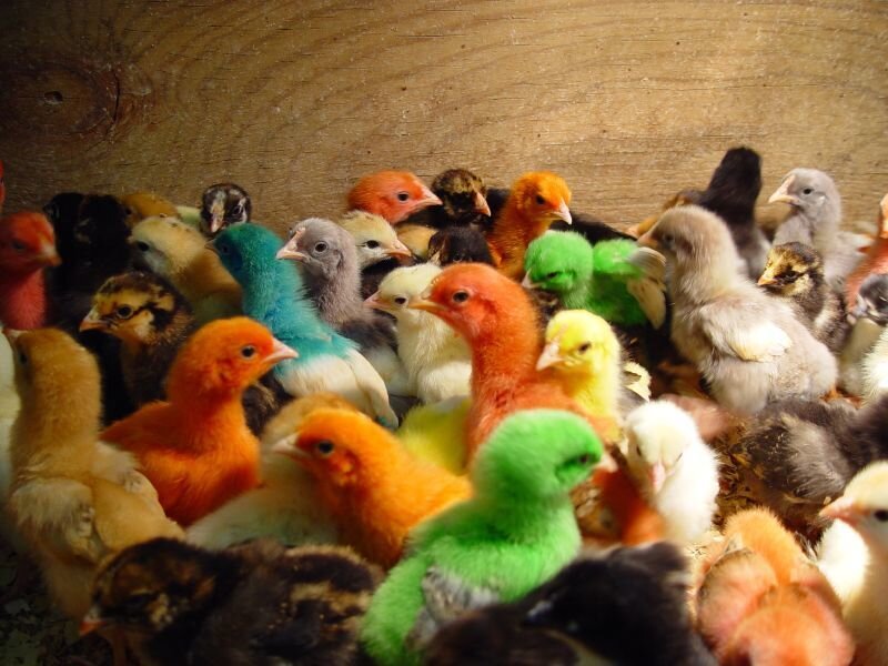 Colorful Chicks in a Group