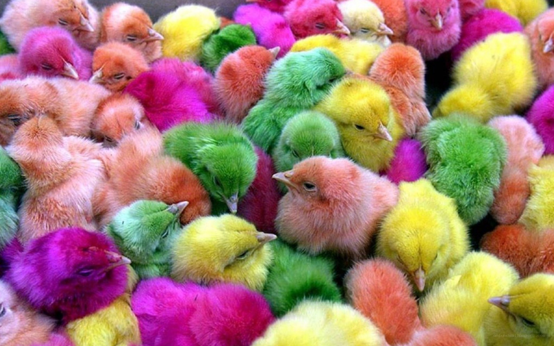 Colorful chicks in a pile