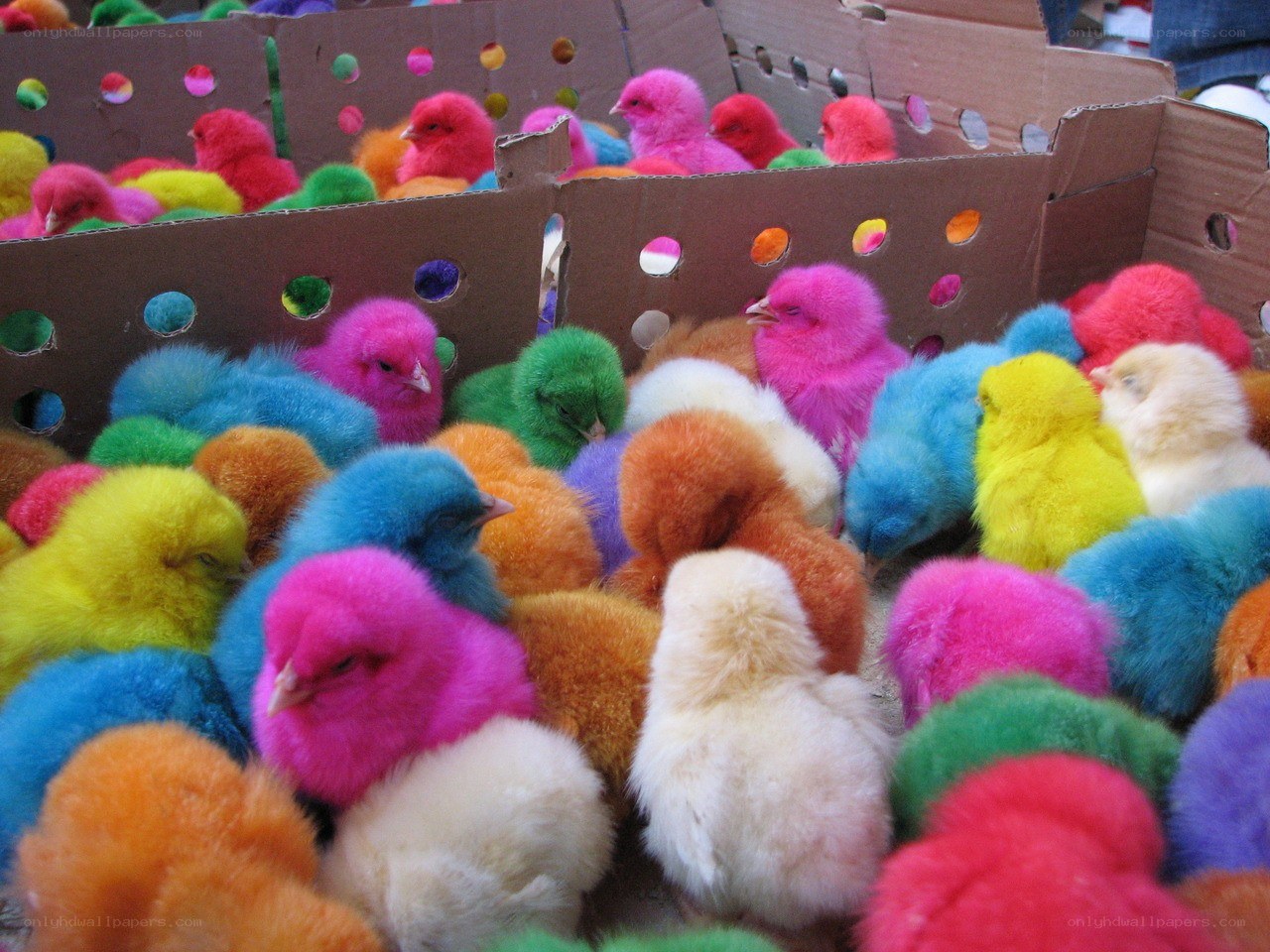 Colorful chicks in cardboard boxes