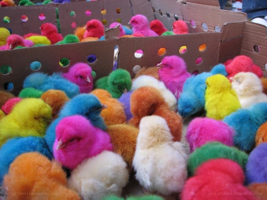Colorful chicks in cardboard boxes