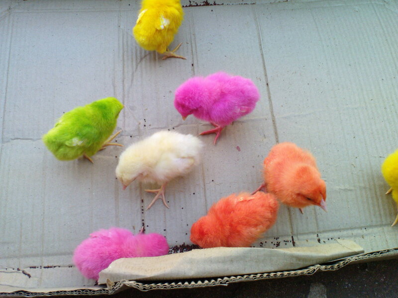 Colorful Chicks on Cardboard