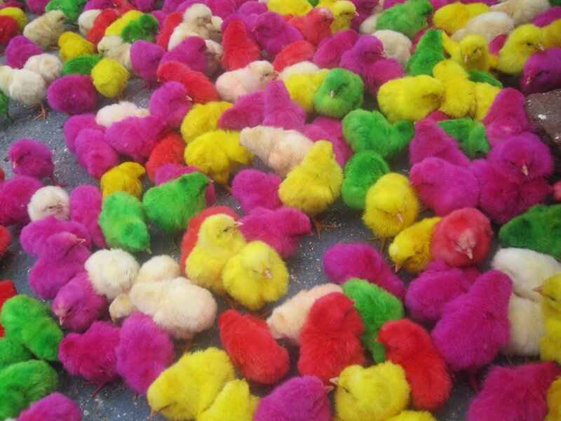 Colorful Chicks on Ground