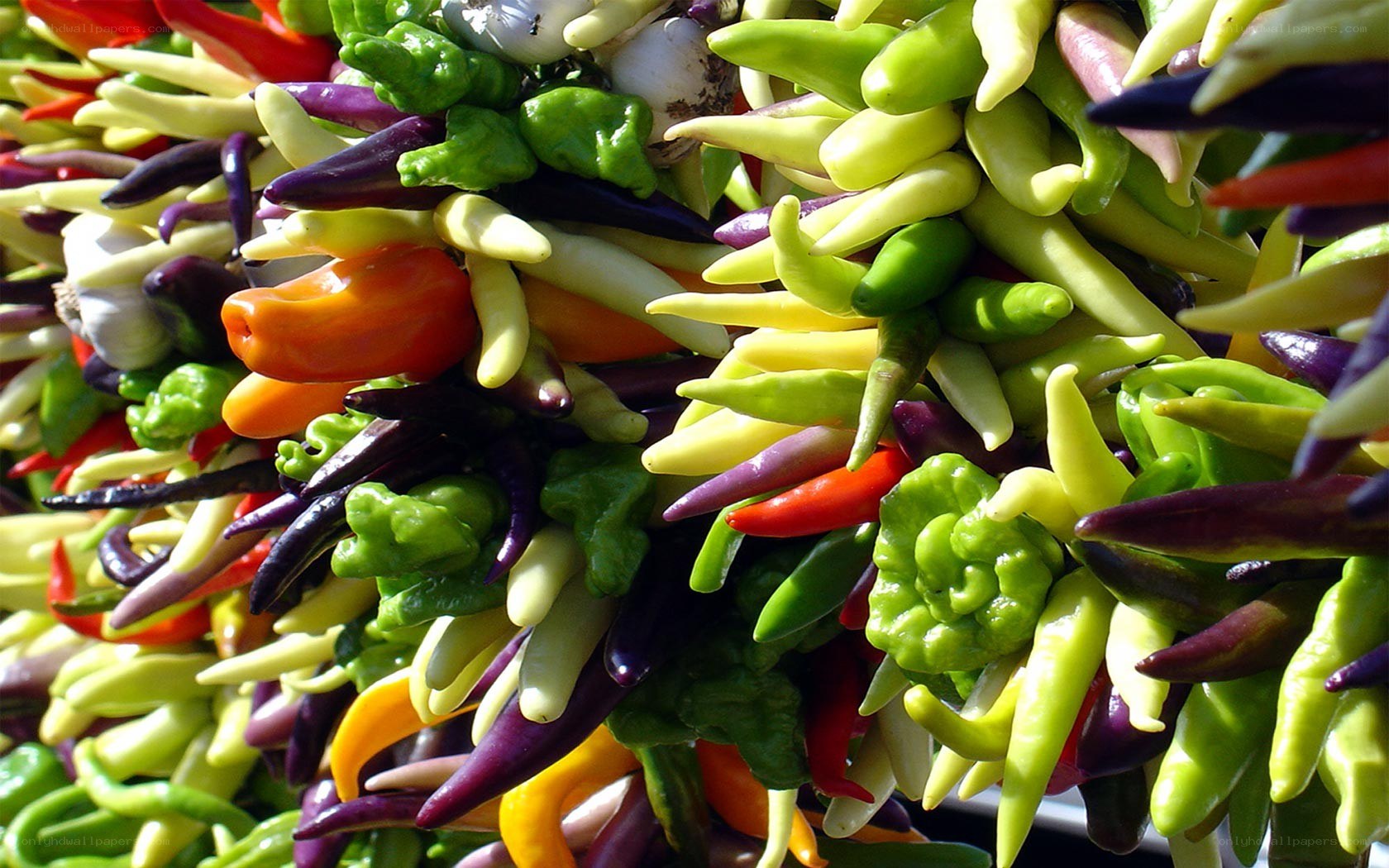 Colorful chili pepper display