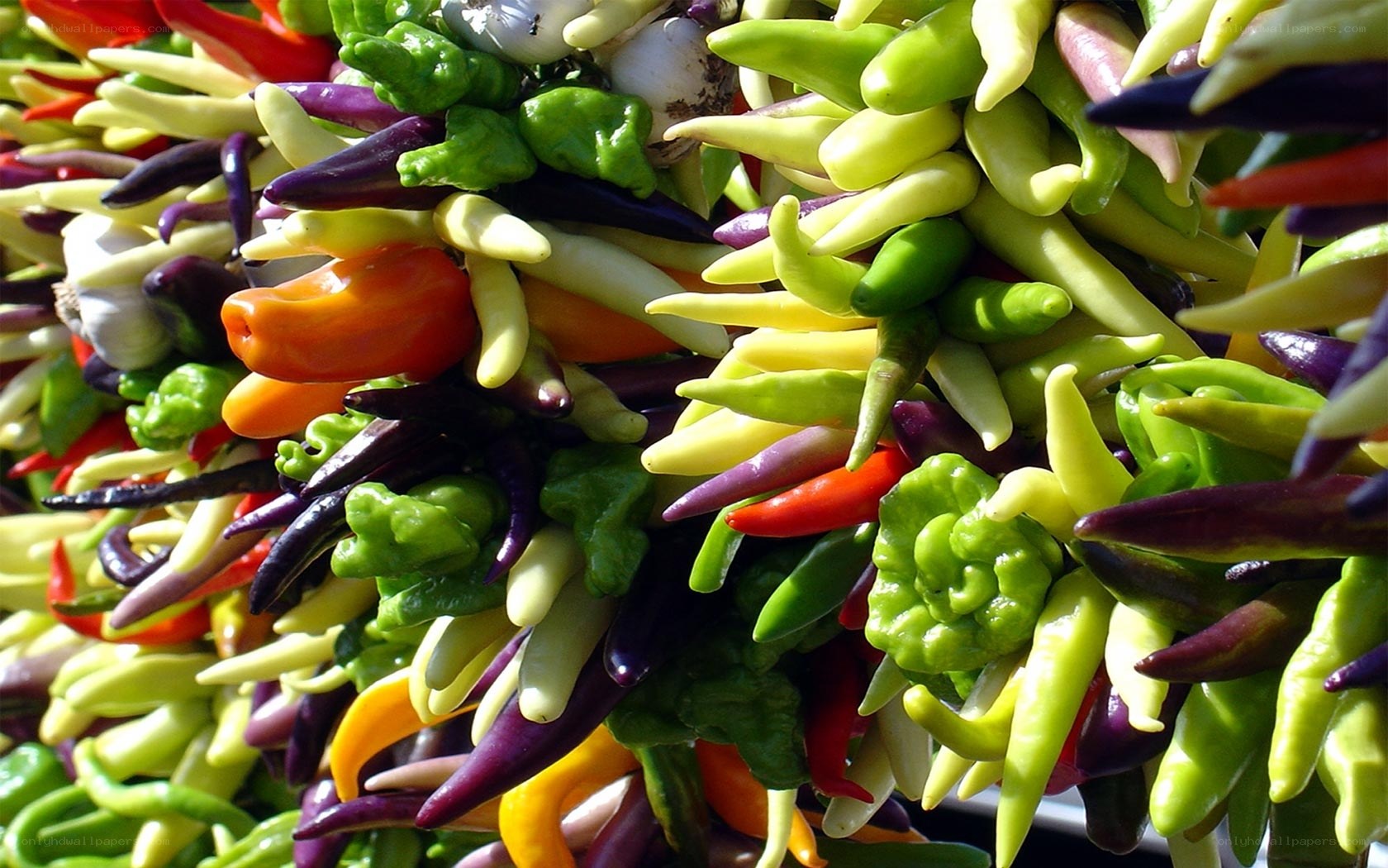 Colorful chili pepper display