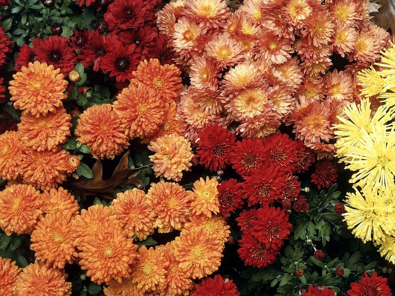 Colorful chrysanthemum arrangement