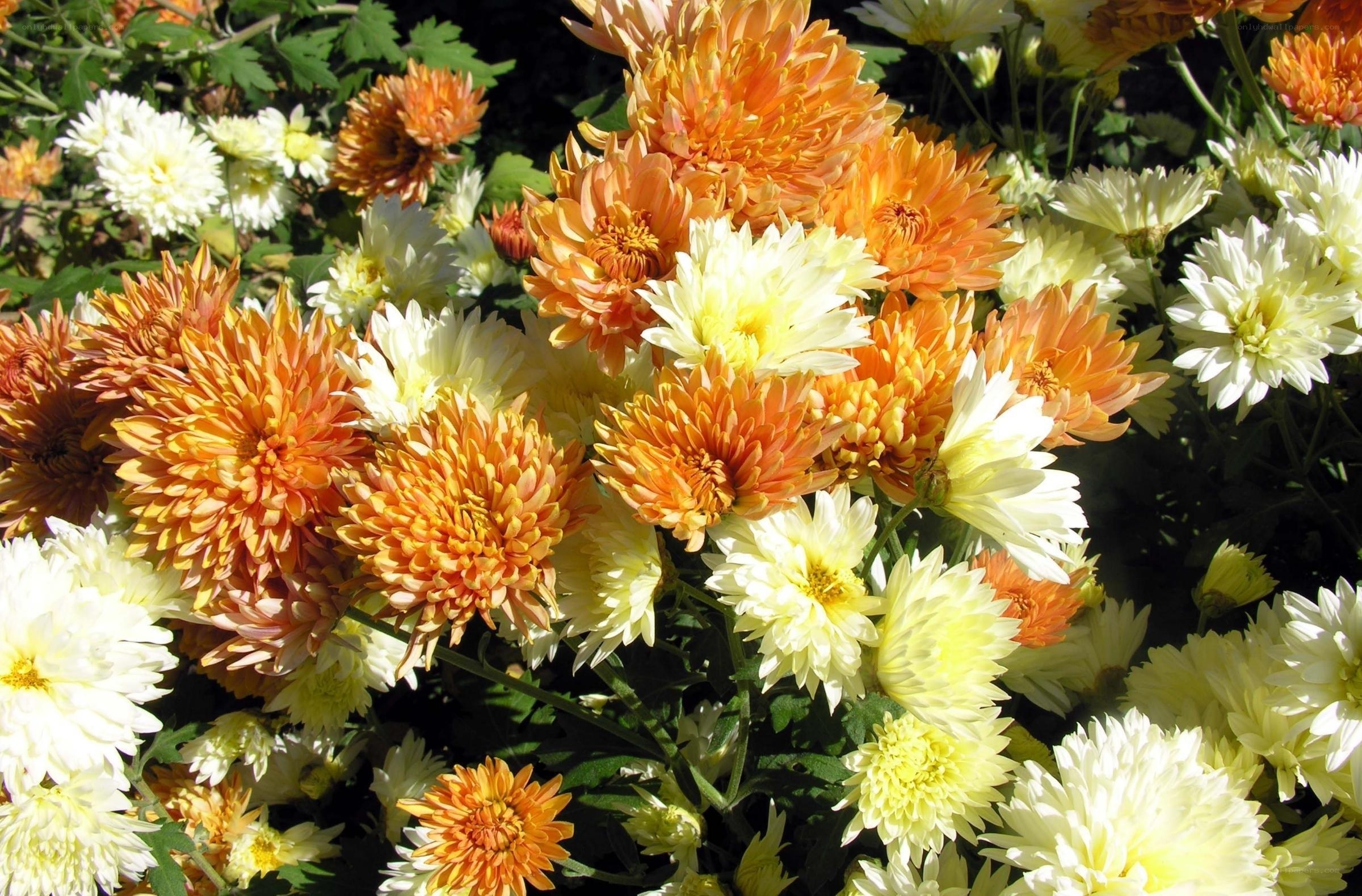 Colorful chrysanthemum blooms