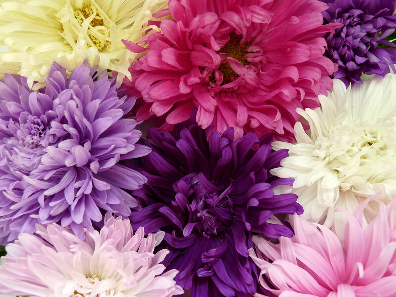 Colorful chrysanthemum bouquet