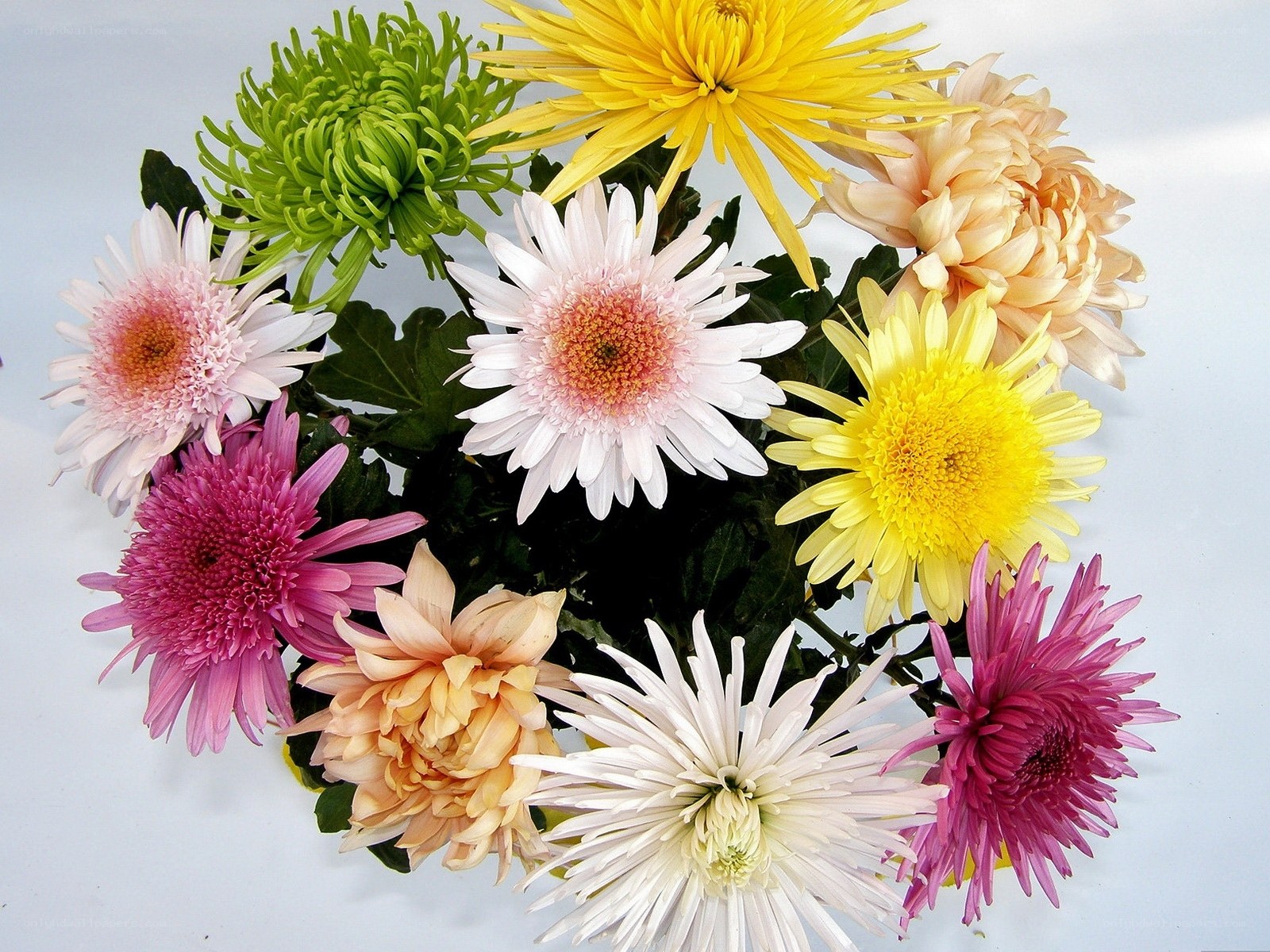 Colorful chrysanthemum bouquet