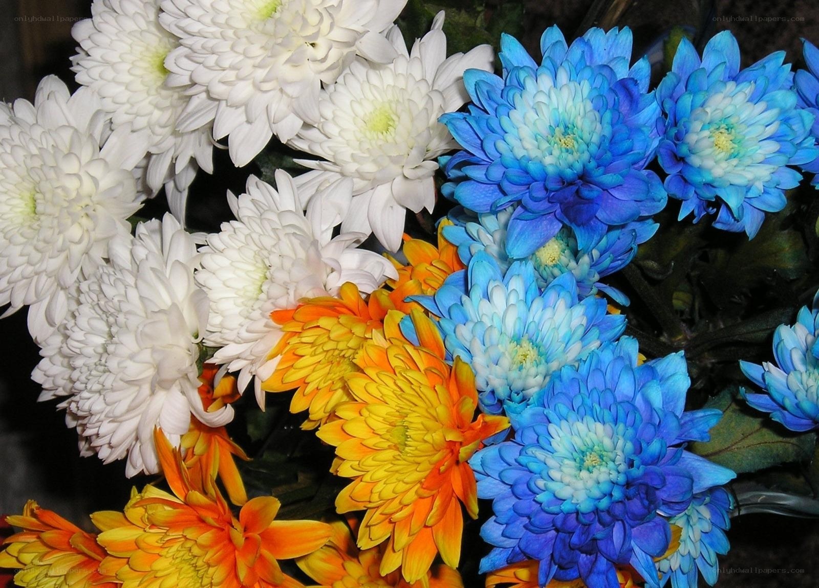 Colorful chrysanthemum bouquet