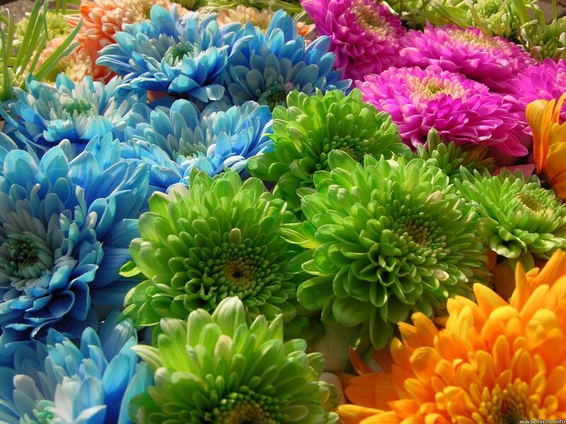 Colorful chrysanthemum bouquet