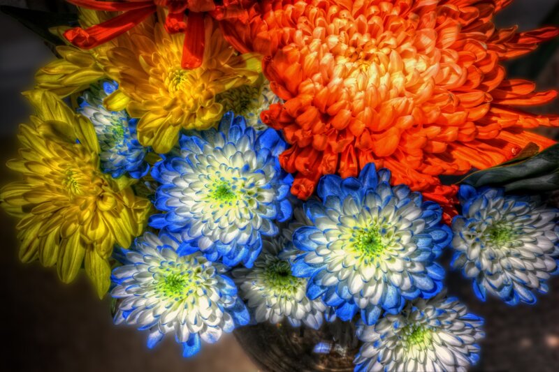 Colorful Chrysanthemum Bouquet — Blue, Vibrant, Photograph