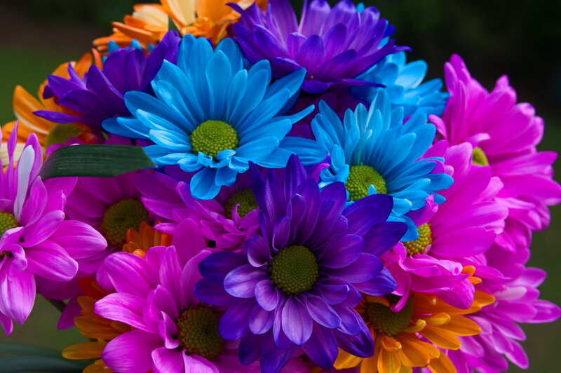 Colorful Chrysanthemum Bouquet — Blue, Vibrant