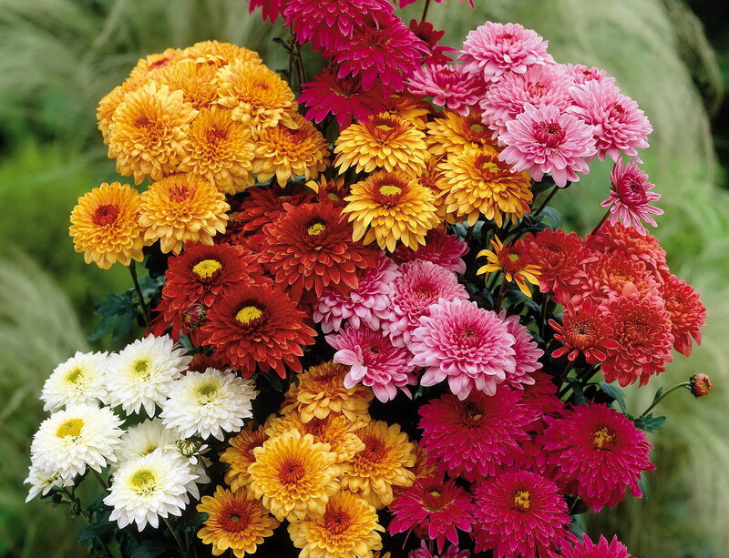 Colorful Chrysanthemum Bouquet — Pink