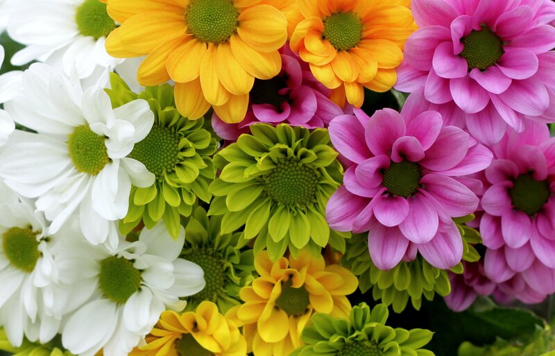 Colorful Chrysanthemum Bouquet — Pink, Vibrant, Photograph
