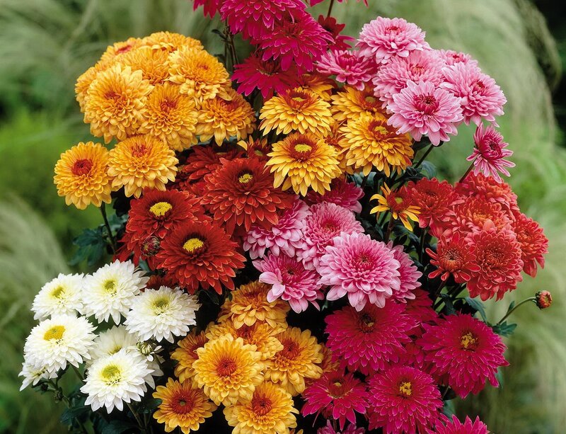 Colorful Chrysanthemum Bouquet — Pink, Vibrant