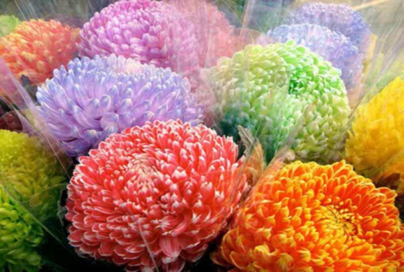 Colorful Chrysanthemum Bouquet — Red, Vibrant