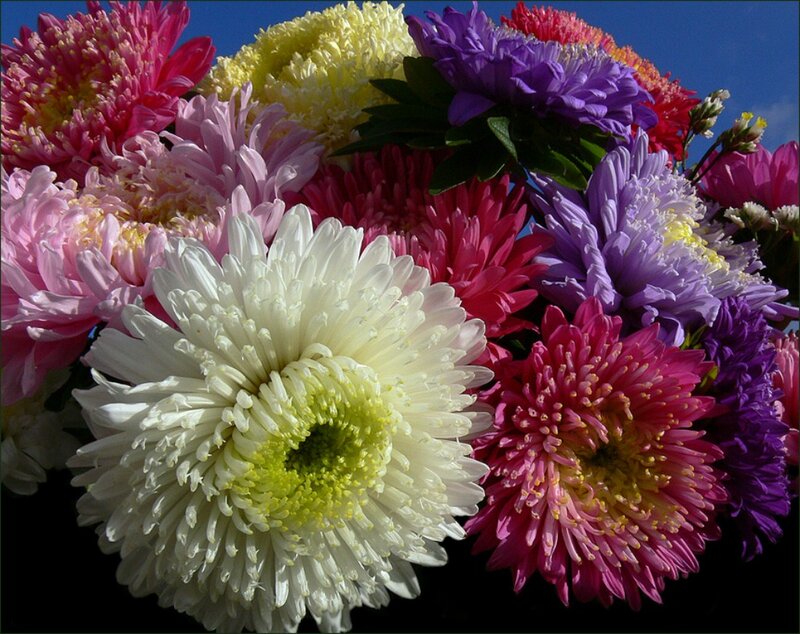 Colorful Chrysanthemum Bouquet — White