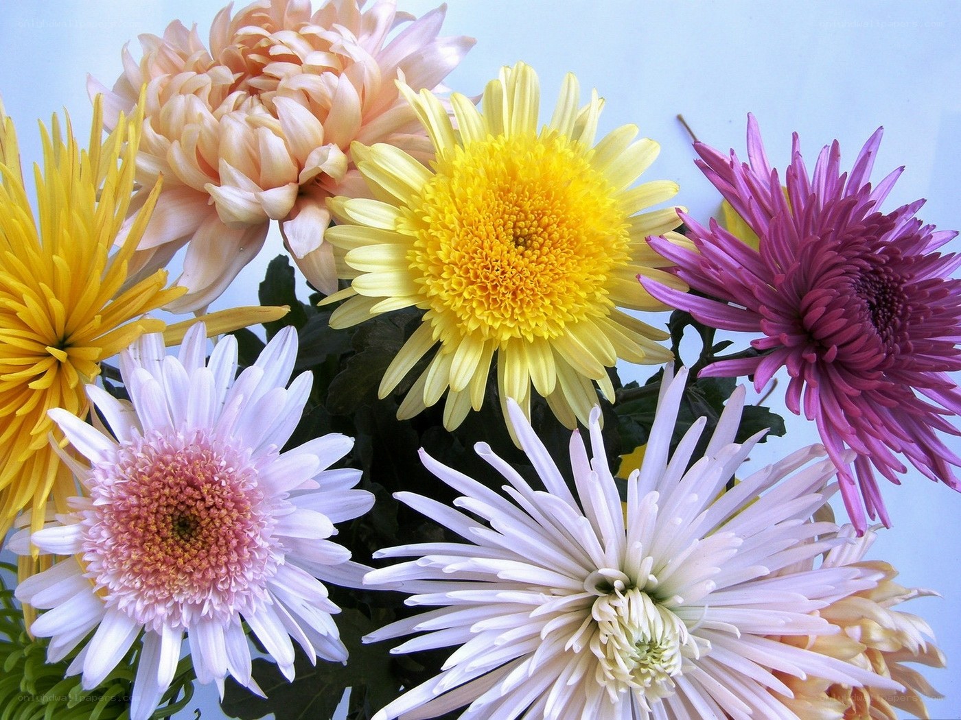 Colorful chrysanthemum bouquet