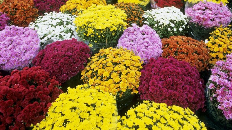 Colorful Chrysanthemum Bouquets