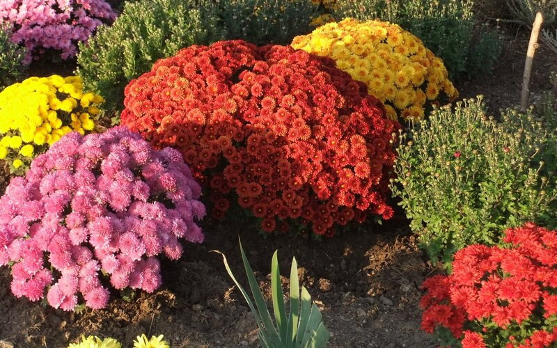 Colorful Chrysanthemum Bushes