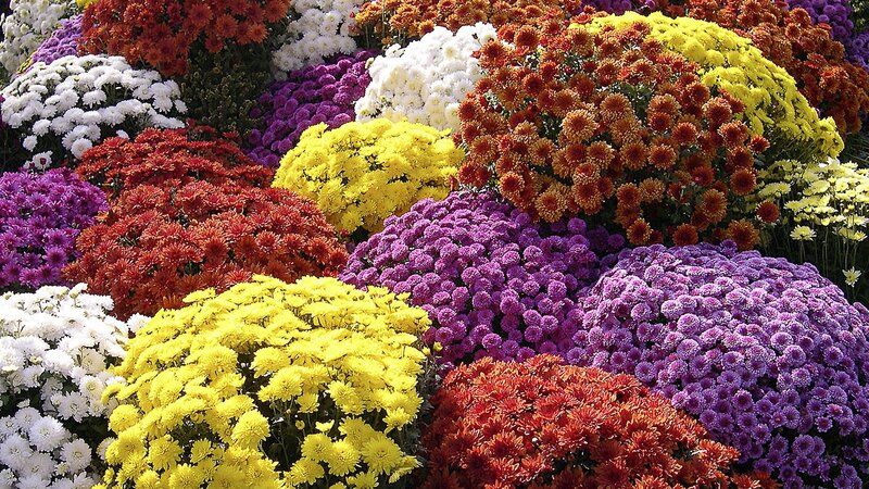 Colorful chrysanthemum display