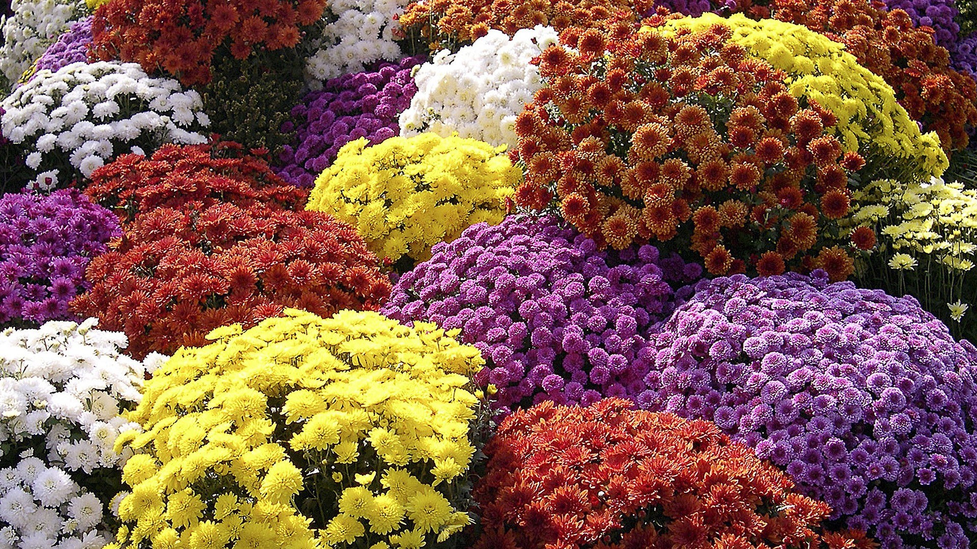 Colorful chrysanthemum display