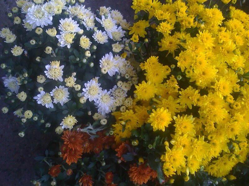 Colorful chrysanthemum display