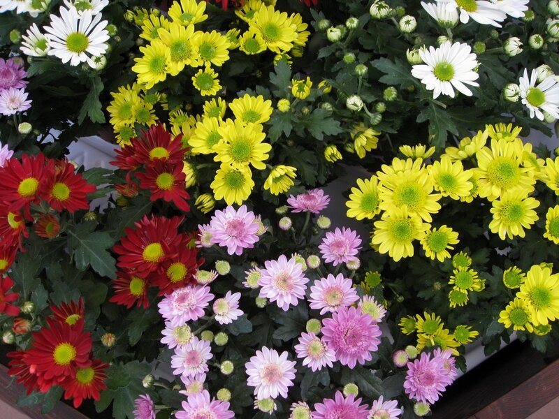 Colorful chrysanthemum display