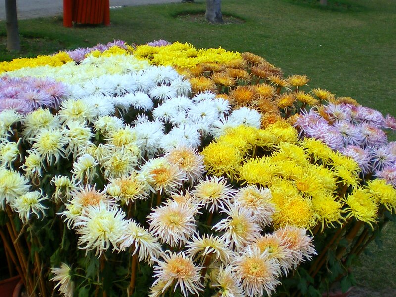 Colorful Chrysanthemum Display — Yellow, Calm