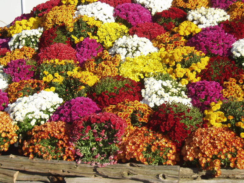 Colorful Chrysanthemum Display — Yellow
