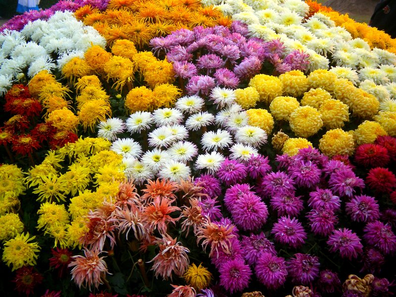 Colorful Chrysanthemum Display — Yellow, Vibrant