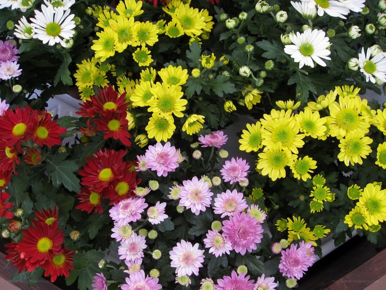 Colorful chrysanthemum display