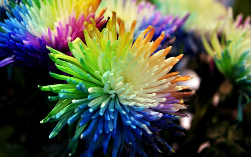 Colorful Chrysanthemum Flower
