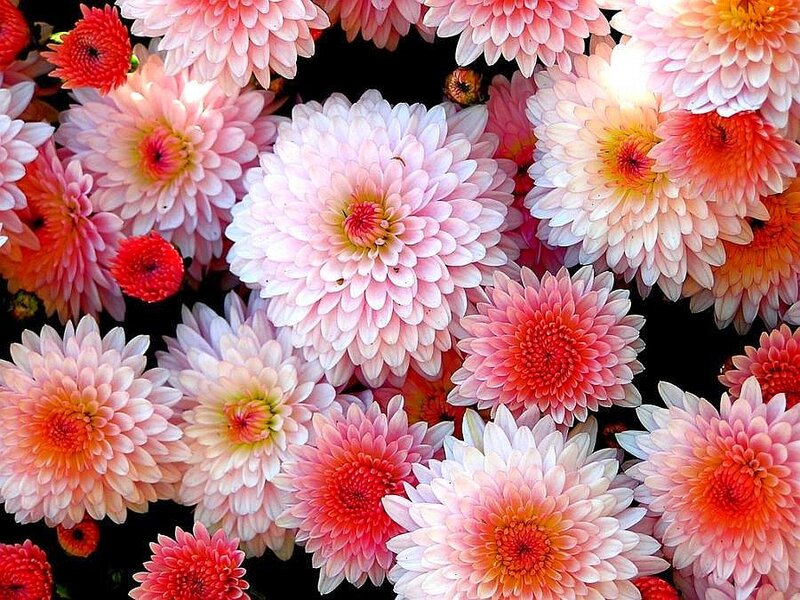 Colorful chrysanthemum flowers