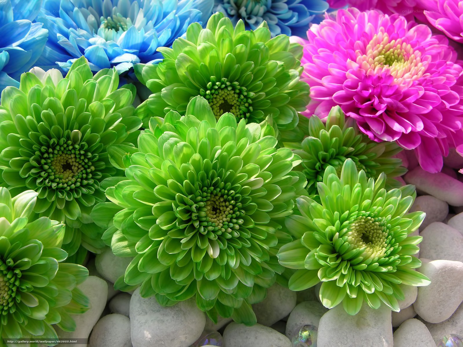 Colorful chrysanthemum flowers