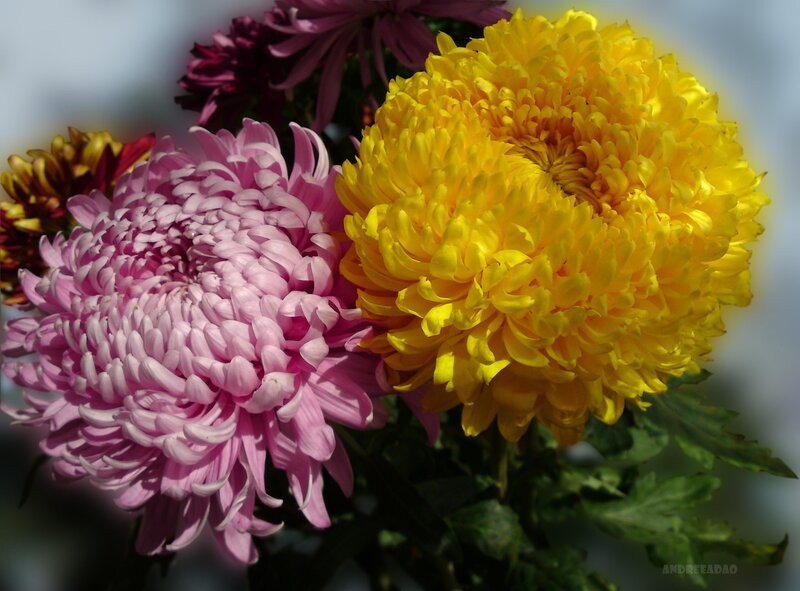Colorful chrysanthemum flowers