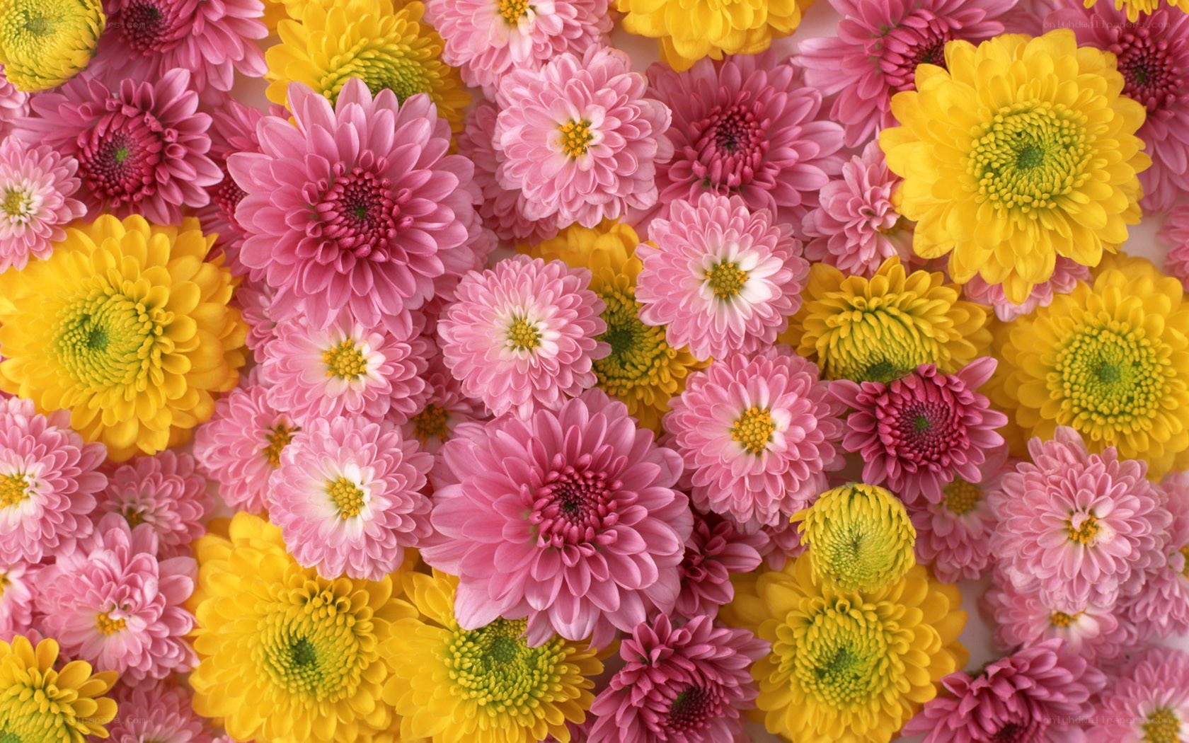 Colorful chrysanthemum flowers