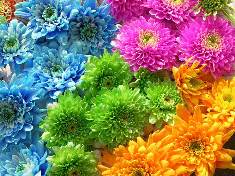 Colorful Chrysanthemum Flowers — Blue