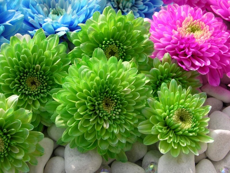 Colorful Chrysanthemum Flowers — Green