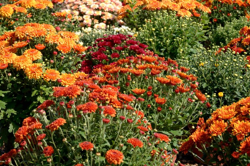 Colorful Chrysanthemum Flowers — Orange