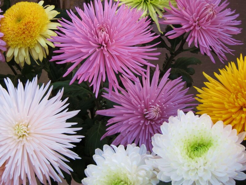 Colorful Chrysanthemum Flowers — Pink