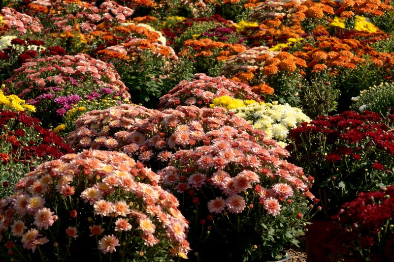 Colorful Chrysanthemum Flowers — Pink, Vibrant