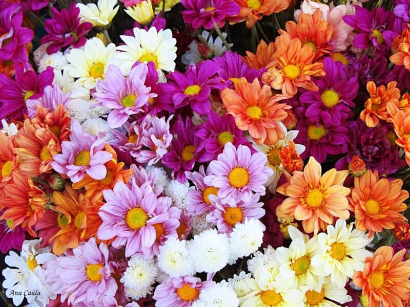 Colorful Chrysanthemum Flowers — Purple