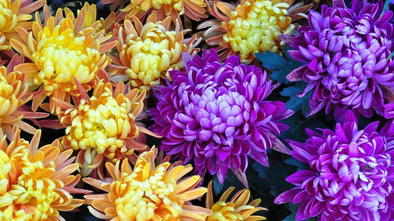 Colorful Chrysanthemum Flowers — Purple, Vibrant, Photograph
