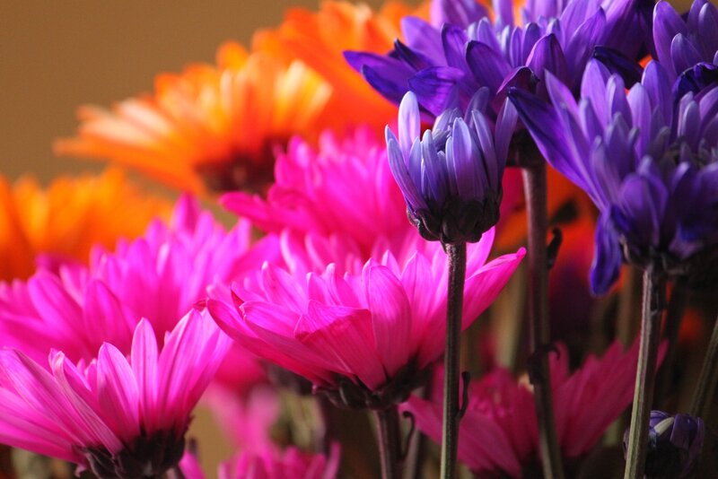Colorful Chrysanthemum Flowers — Purple, Vibrant