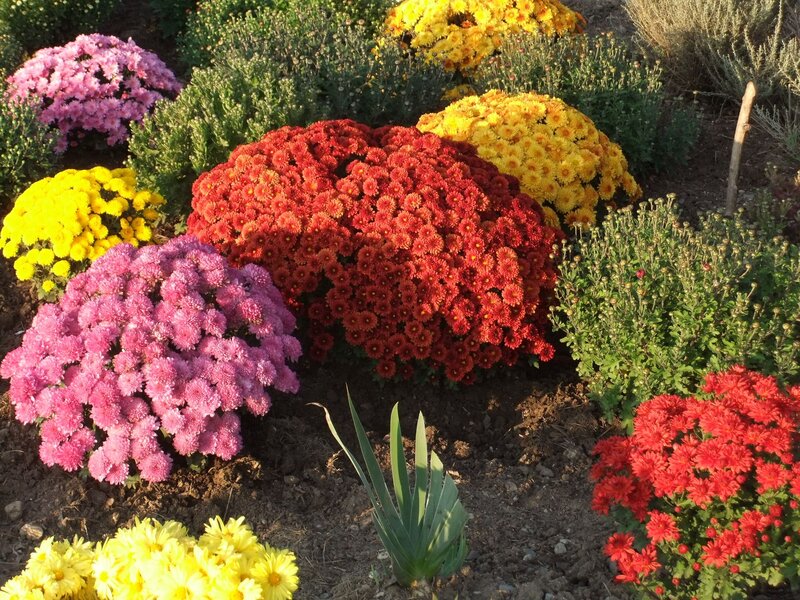 Colorful Chrysanthemum Flowers — Red, Serene