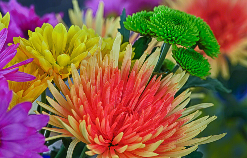 Colorful Chrysanthemum Flowers — Red